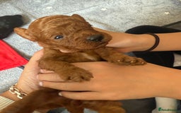 Labradoodle dogs for sale: Miniature Labradoodle F1BB Puppies - Image 8
