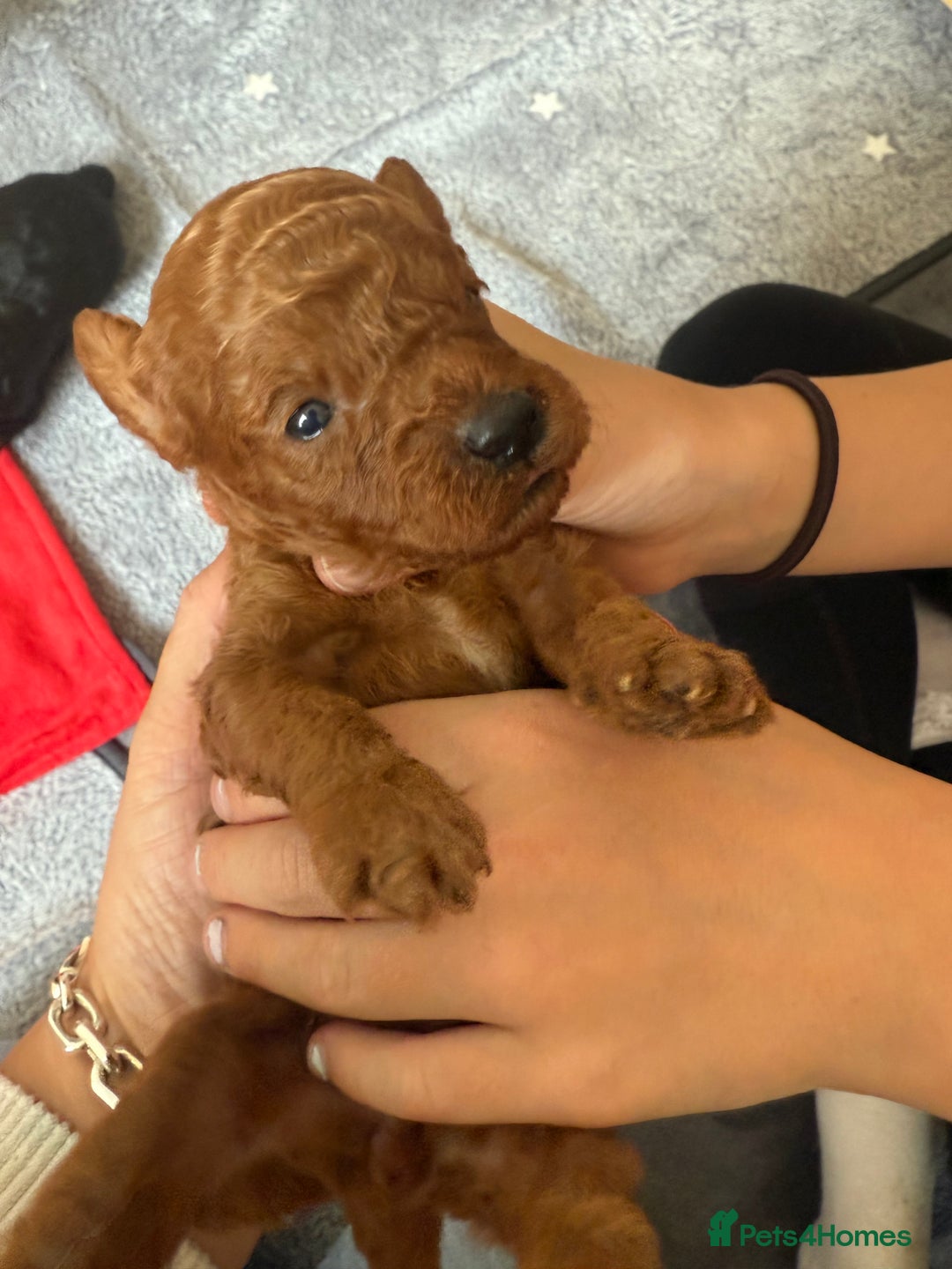 Labradoodle dogs for sale: Miniature Labradoodle F1BB Puppies - Image 8