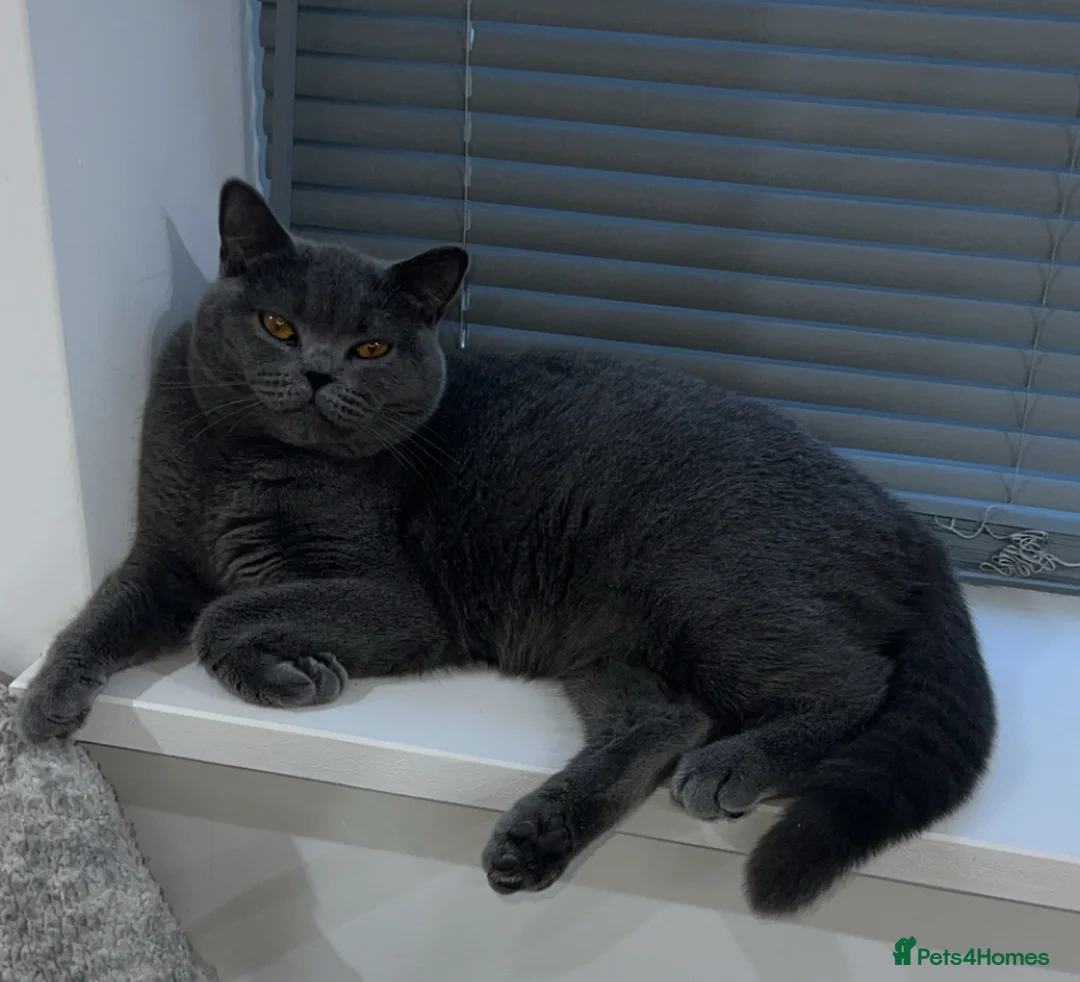British Shorthair cats for sale: Female British Blue ( 20 months )  😻 in Wolverhampton - Advert 4