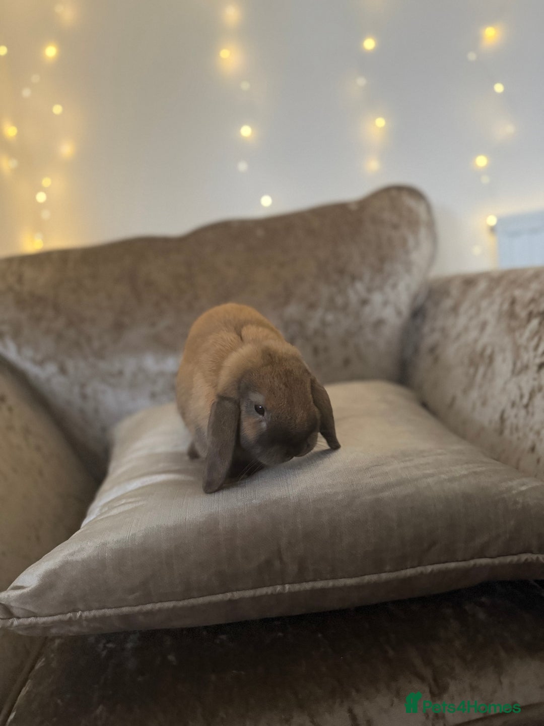 Mini Lop rabbits for sale: Mum and daughter mini lops for sale - Advert 4