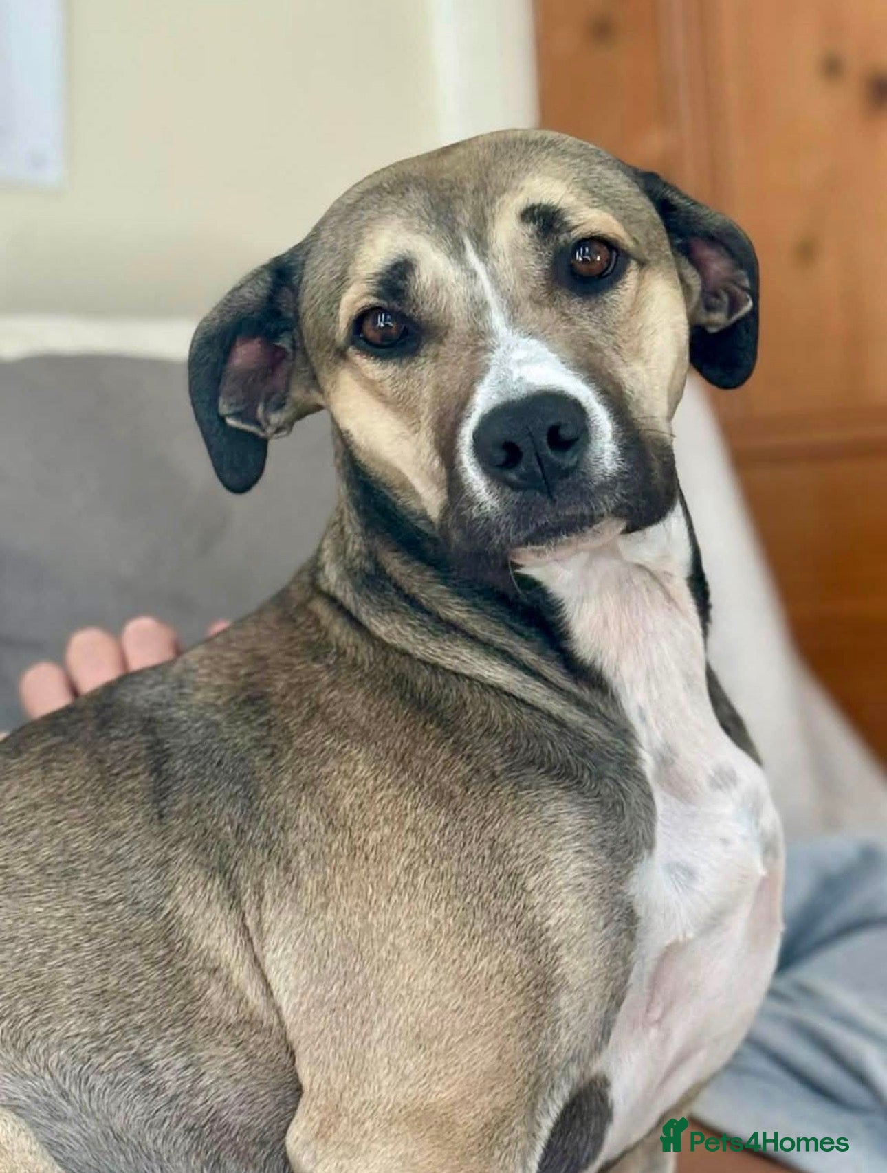 Maya 