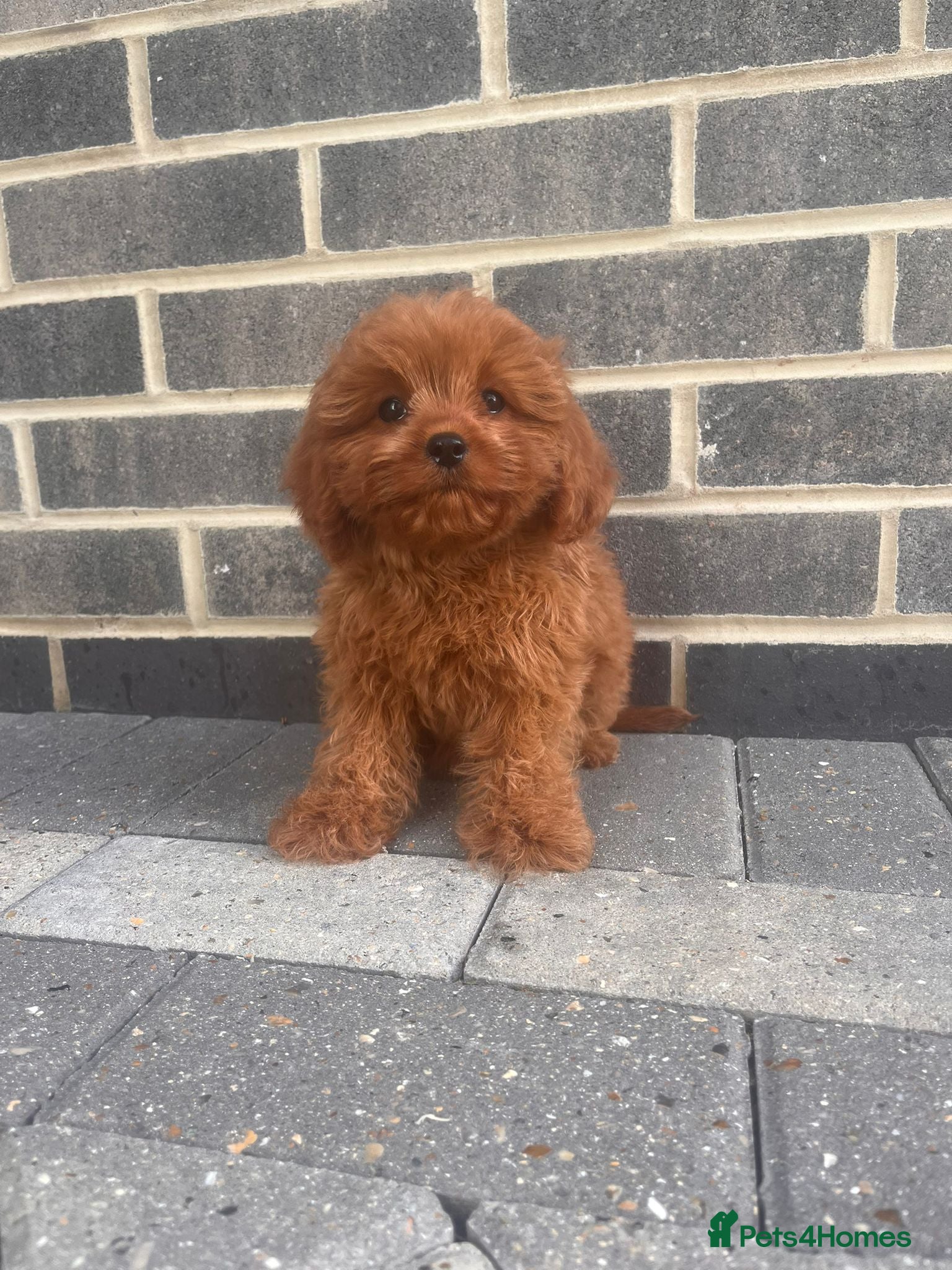 Cavapoo dogs CAVAPOO F1 PUPPYS REDUCED PRICE ONLY 2 GIRLS 💕 - Advert 2