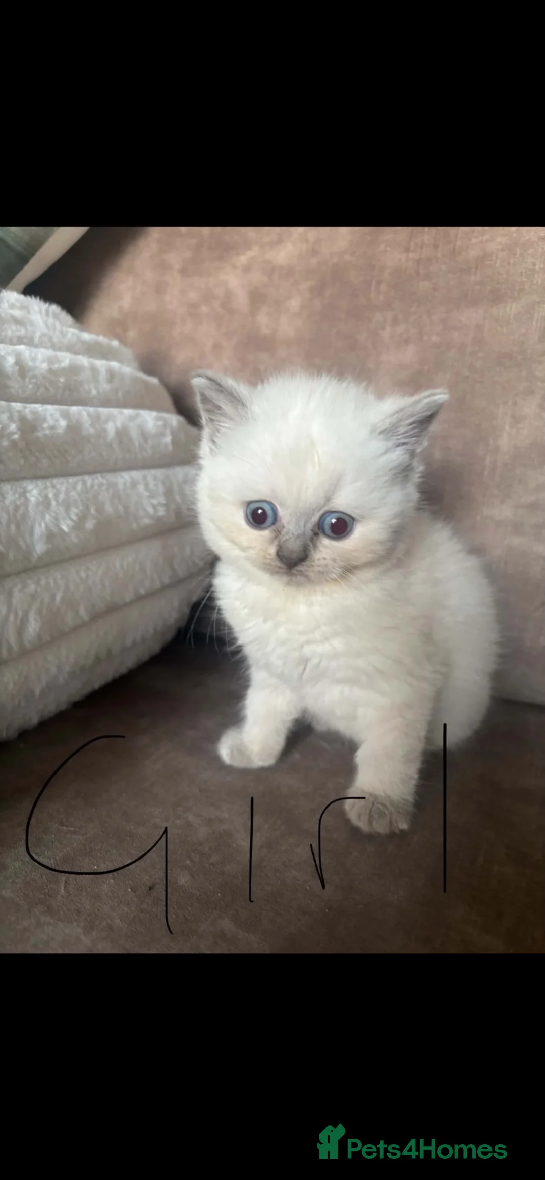British Shorthair cats for sale: colour point british short hair kittens - Advert 1