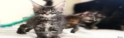 Maine Coon cats for sale: Ready for home pure bred maine coon kittens - Advert 3