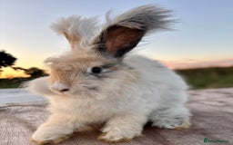Angora rabbits for sale: Fully Vaccinated Pedigree Angoras Doe Ready Now  - Image 4