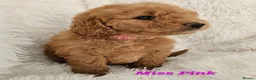 Mini Goldendoodle dogs for sale: Goldendoodle F1b  - Advert 21