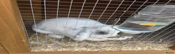 Mixed Breed rabbits for sale: 2 rabbits one white and black one gingerer in Nottingham - Advert 1