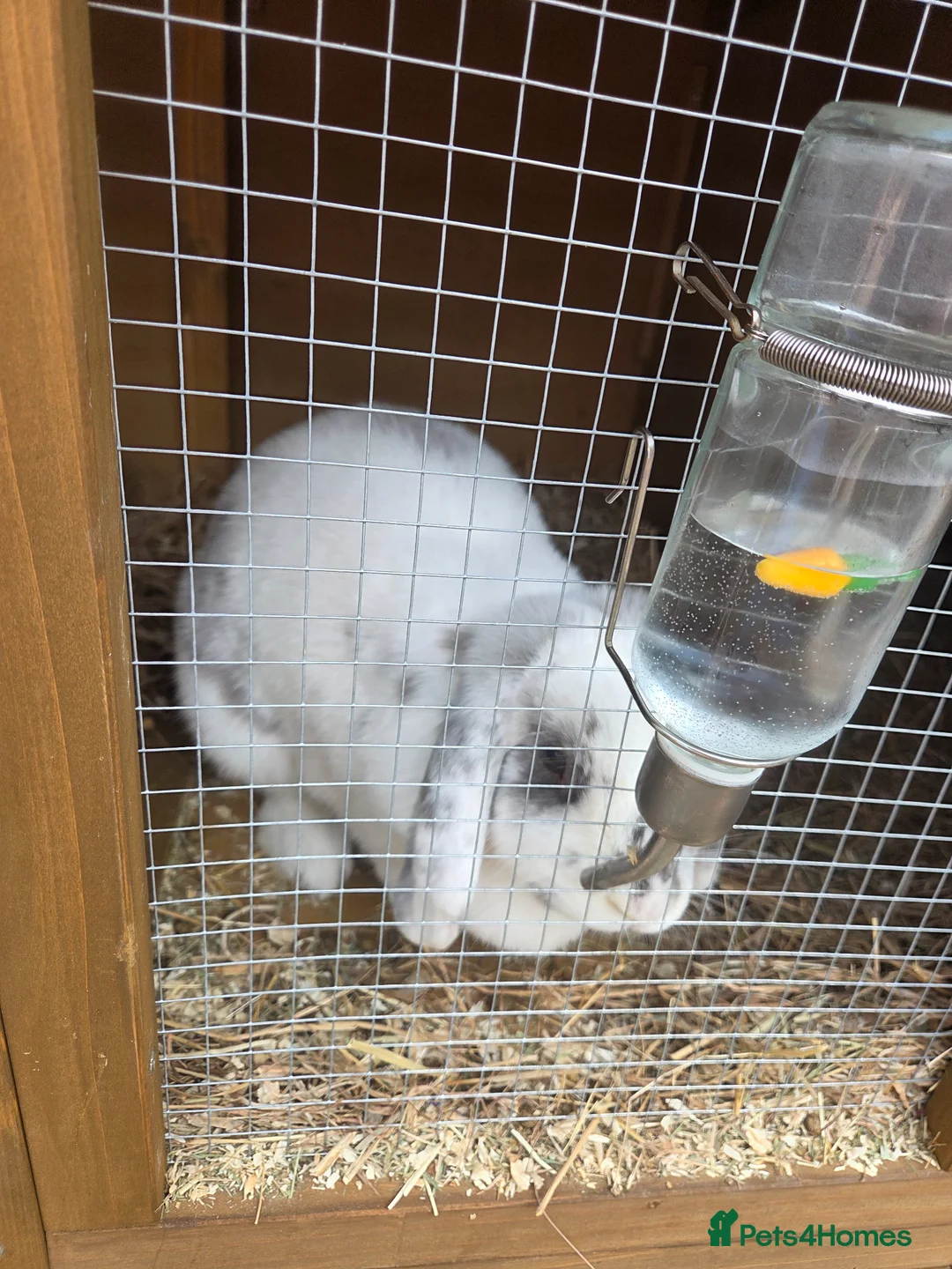 Mixed Breed rabbits for sale: 2 rabbits one white and black one gingerer in Nottingham - Advert 1