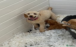 Cavapoo dogs for sale: Ready Now F1 Cavapoo boy - Image 7