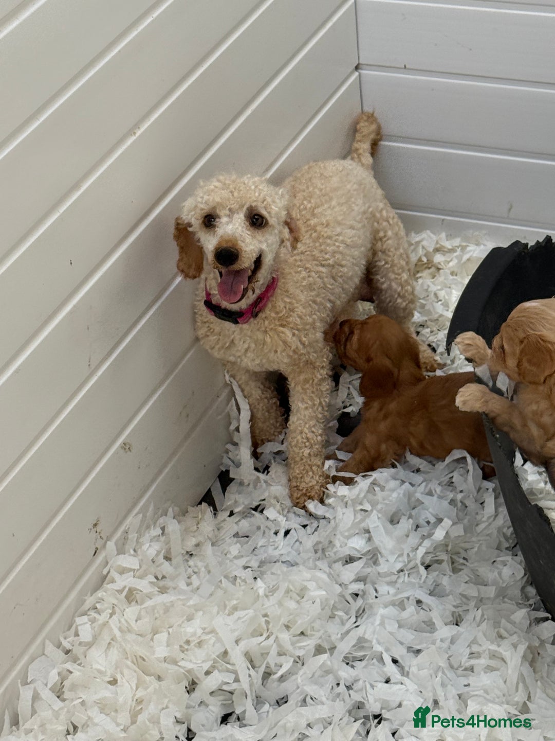 Cavapoo dogs for sale: Ready Now F1 Cavapoo boy - Image 7