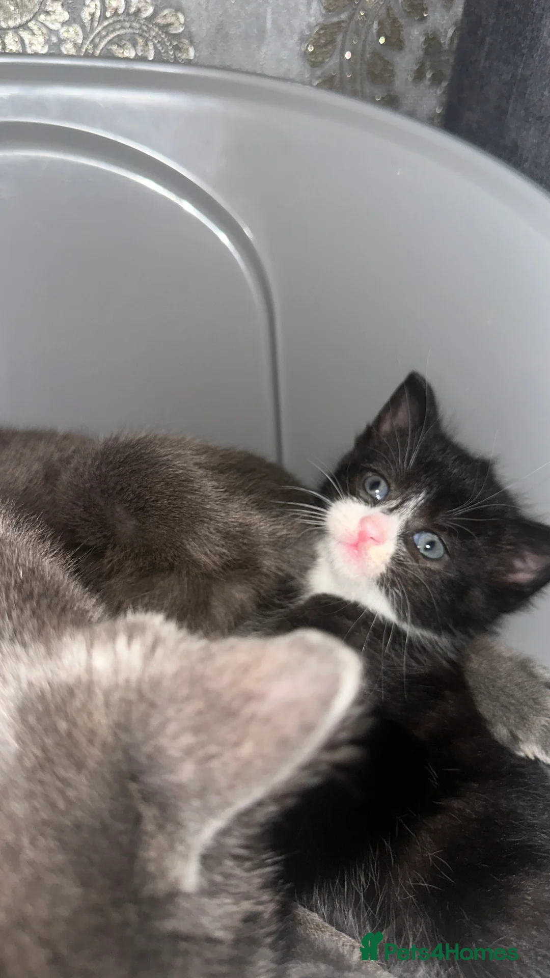 Mixed Breed cats for sale: Beautiful tuxedo kitten  - Advert 2