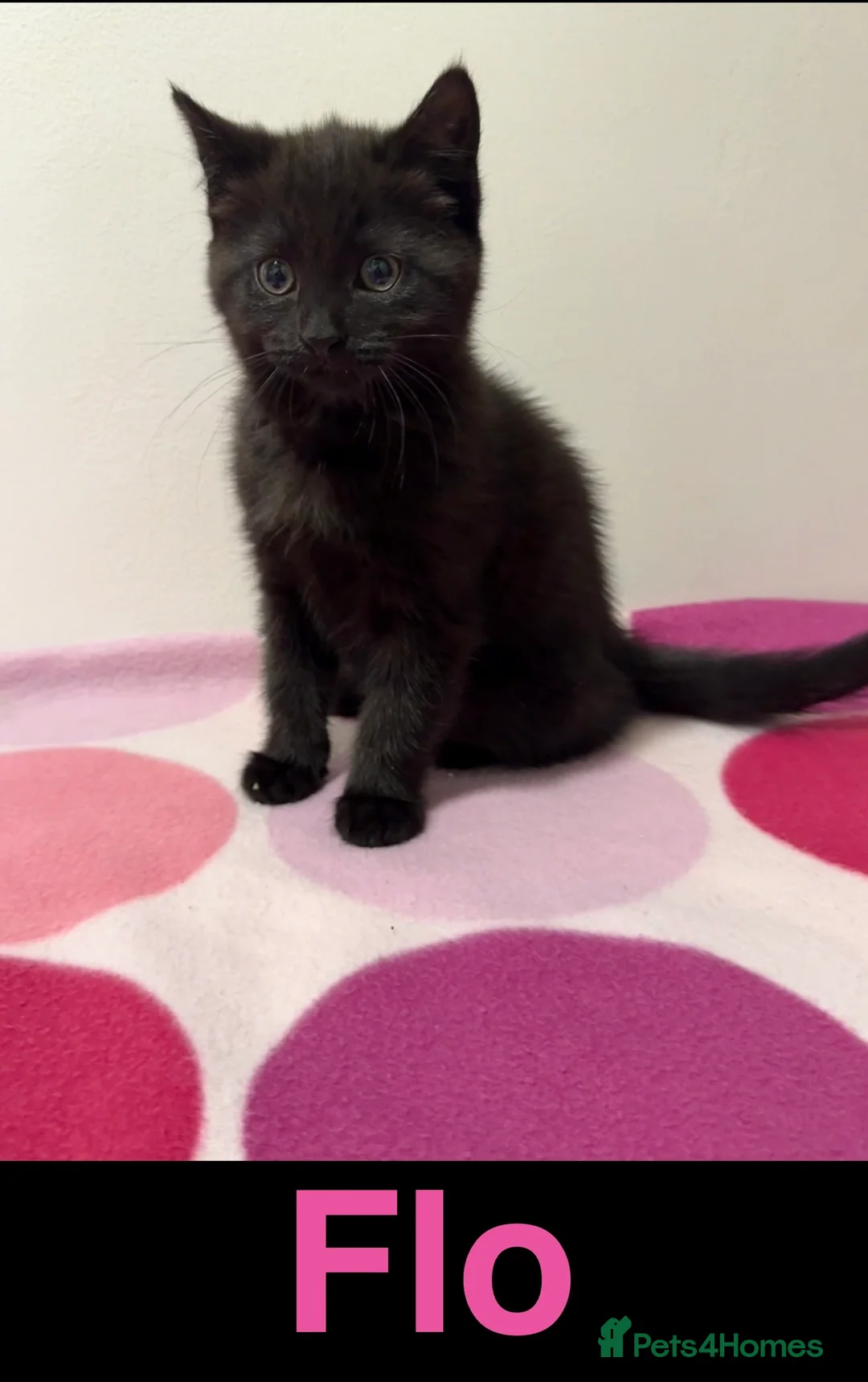 Domestic Shorthair cats for sale: Gorgeous Kittens 4 girls 1 boy - Advert 4
