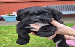 Mixed Breed dogs for sale: 4 male cocker mixes - Image 6