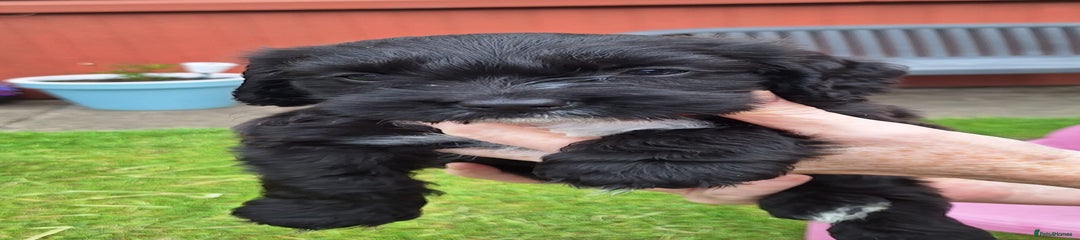 Mixed cocker 3