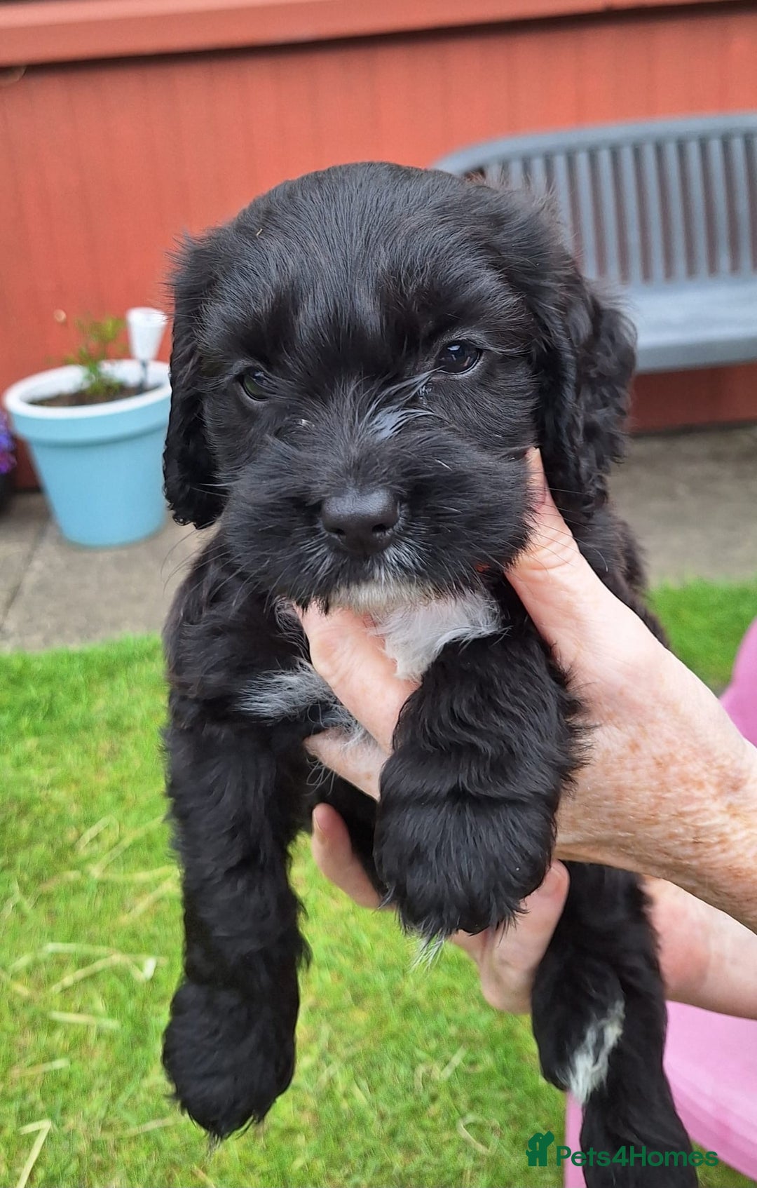 Mixed Breed dogs for sale: 4 male cocker mixes - Image 6