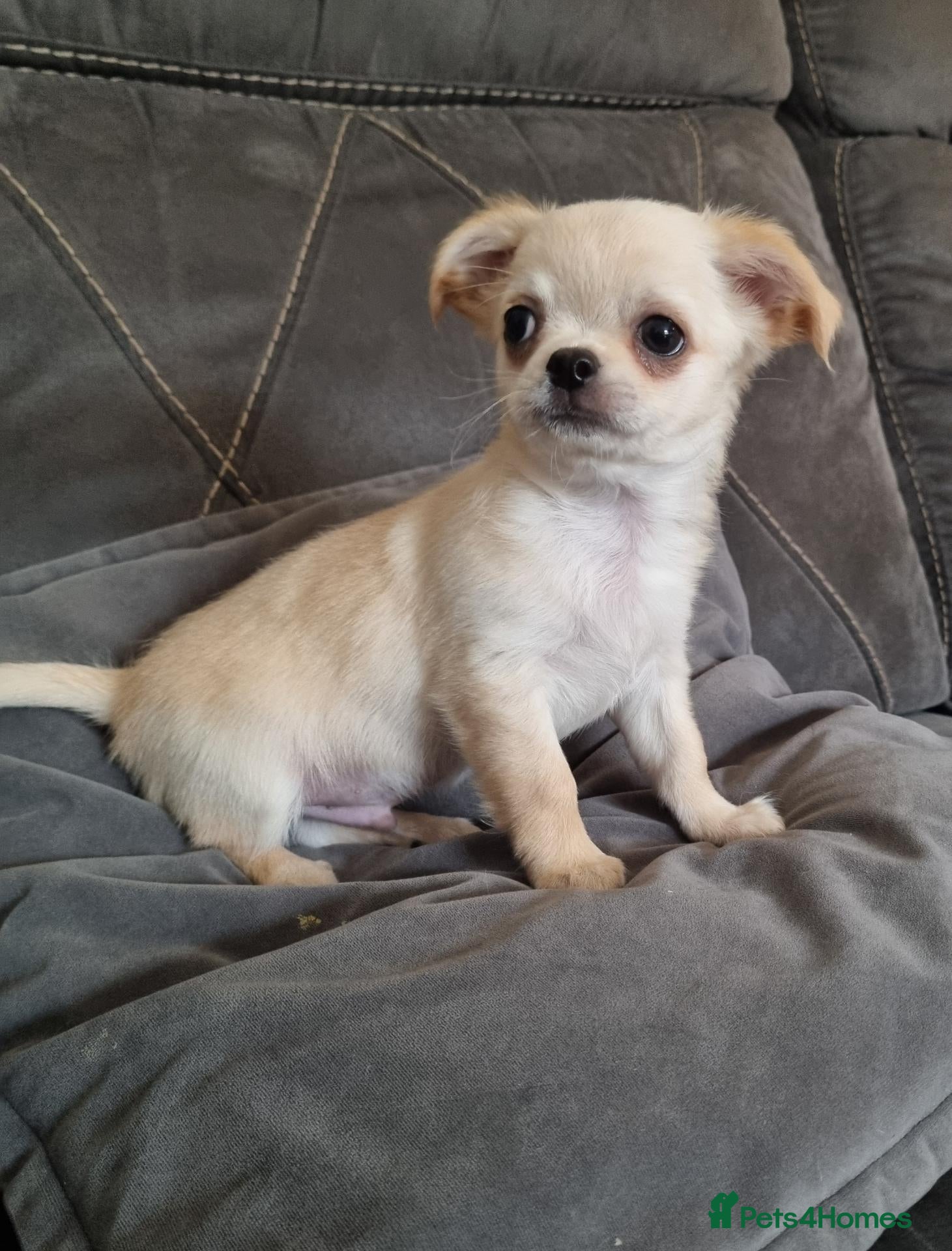 Chihuahua dogs Ready now Longhaired chihuahua puppies  - Advert 1