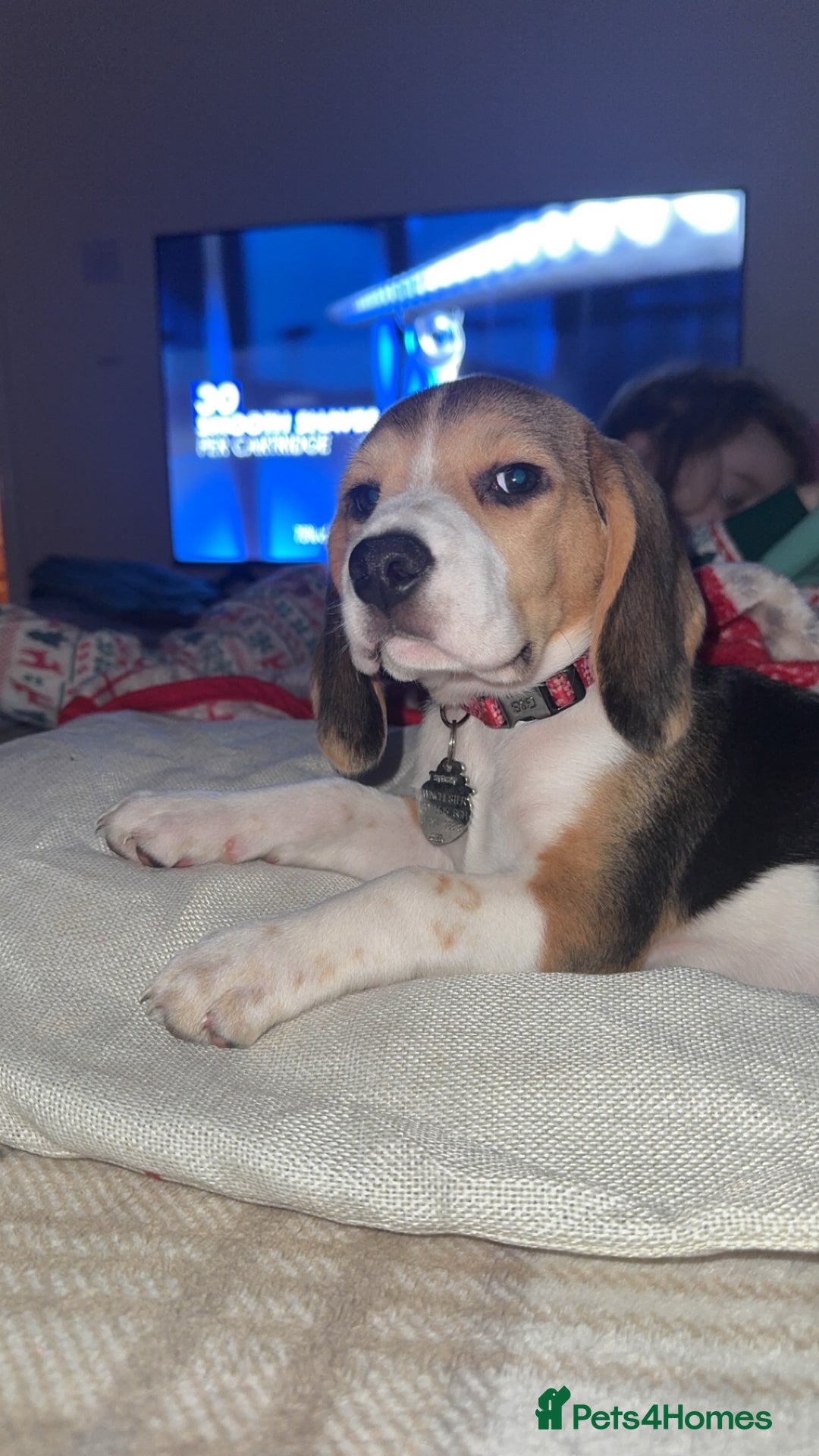 Beagle dogs for sale: Lilly - Advert 4