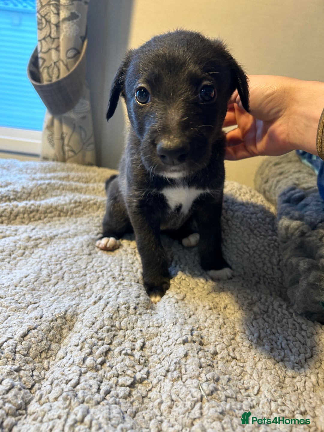 Mixed Breed dogs for sale: Lurcher puppies  - Advert 2