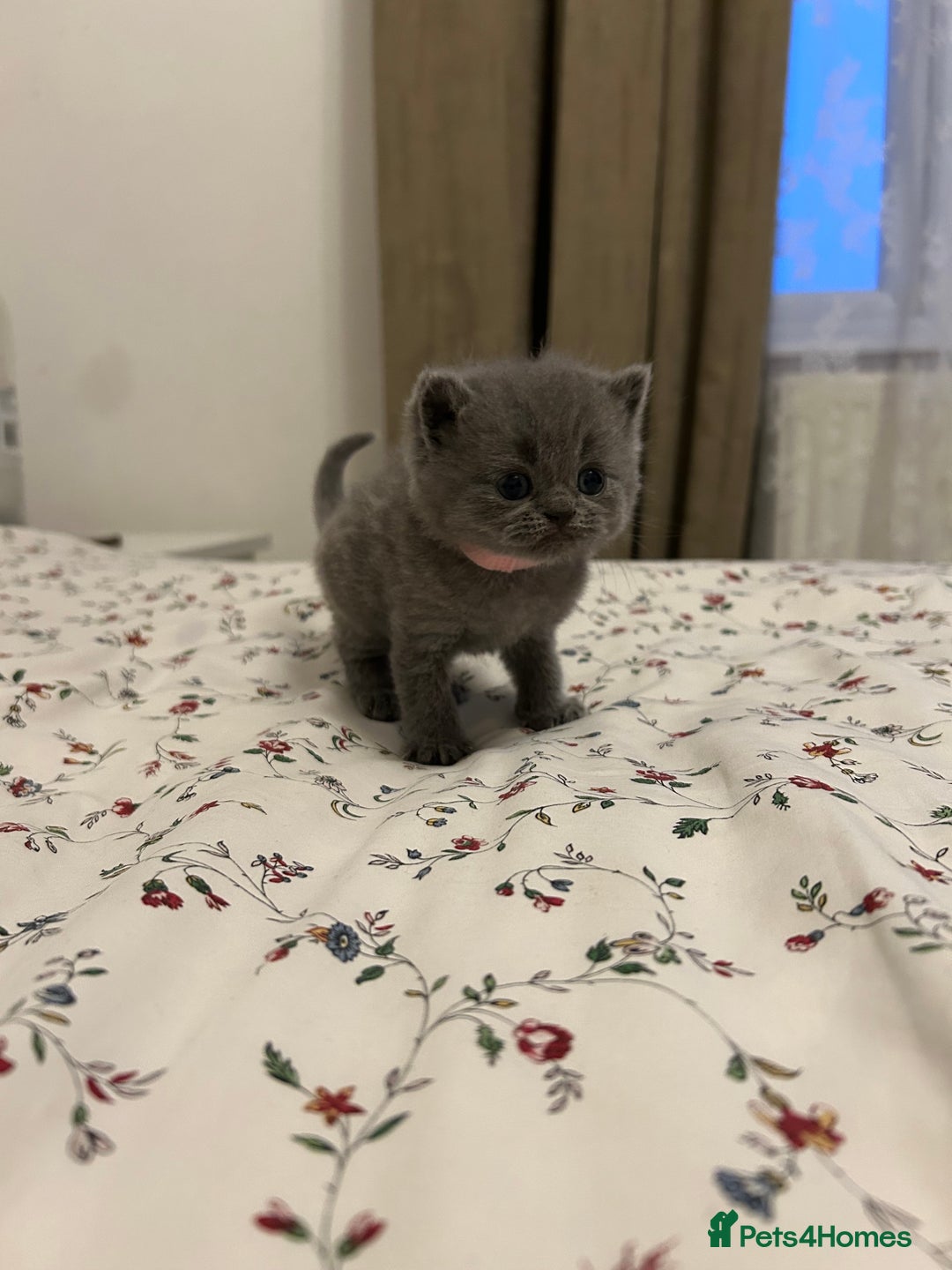 British Shorthair cats for sale: Beautiful British shorthair kittens - Advert 16