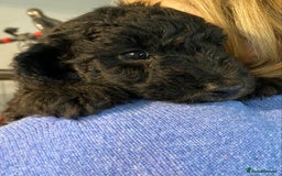 Mixed Breed dogs for sale: COCKERPOO X BEDLINGTON GIRL PUPPIES. - Advert 8