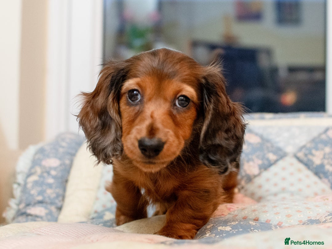 Miniature Dachshund dogs for sale:  Miniature Long-Haired Dachshund Puppies–Red Merle - Advert 25