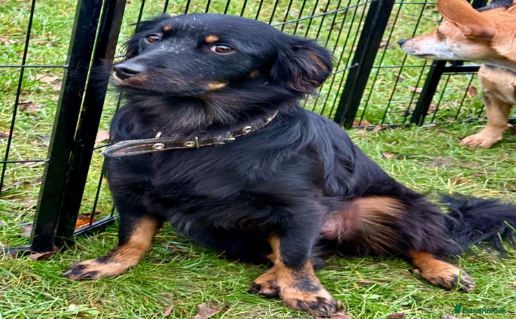 Border Collie dogs Dolly: The Dog Who Crawled Out of the Darkness - Advert 2