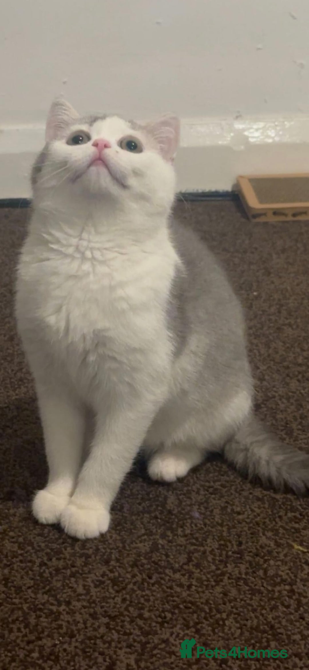 British Shorthair cats for sale: British shorthair excellent bloodline  - Advert 2