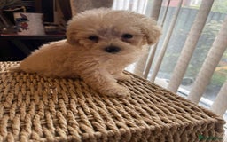 Maltipoo dogs for sale: Maltipoo babies  - Image 5