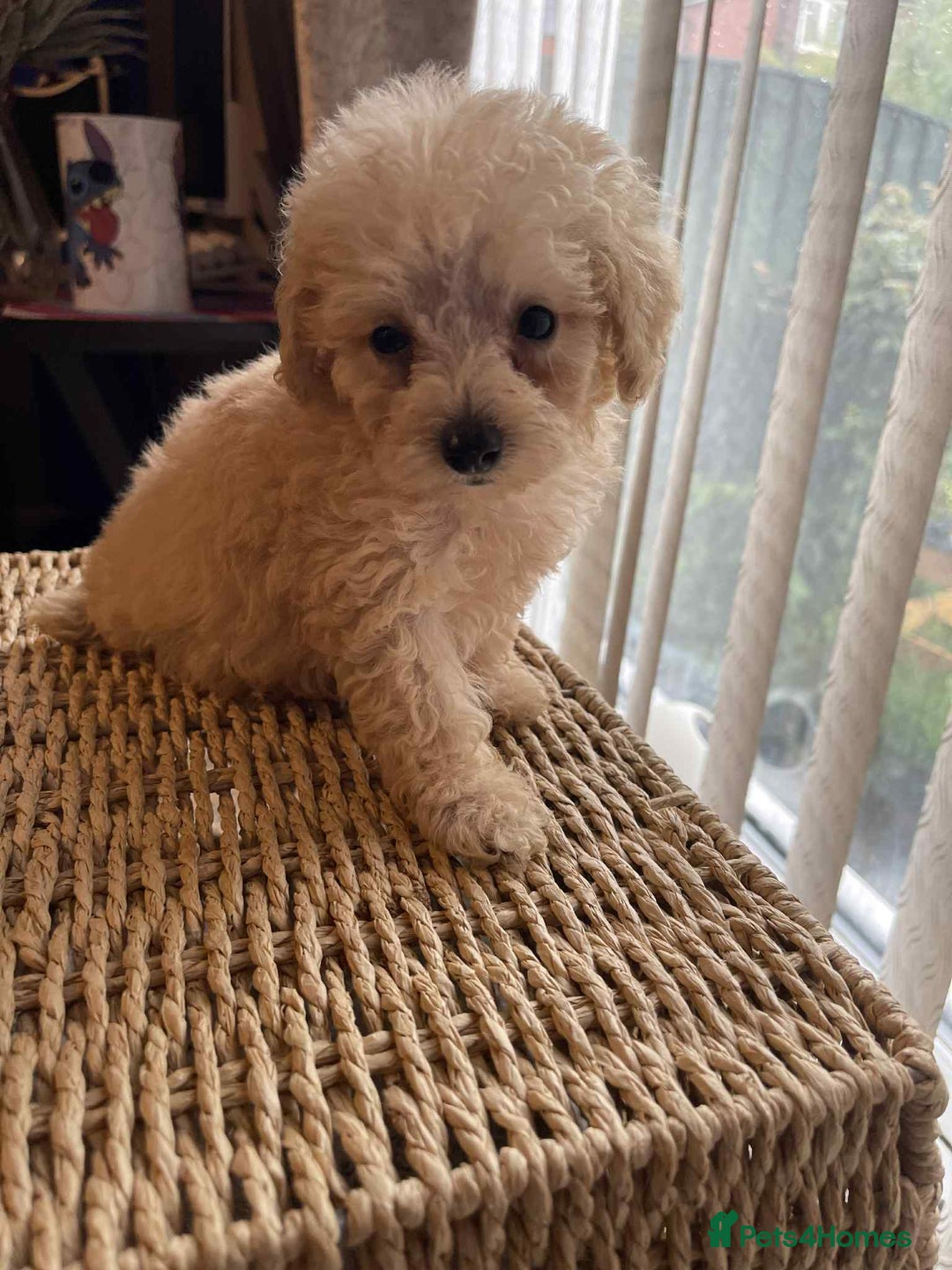 Maltipoo dogs for sale: Maltipoo babies  - Image 5