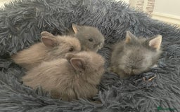 Lionhead rabbits for sale: 5 female Double Mane Lion head Doe’s for sale  - Image 5