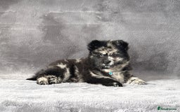 Chow Chow dogs for sale: Stunning Exotic colour chowsky puppies for sale  - Image 17