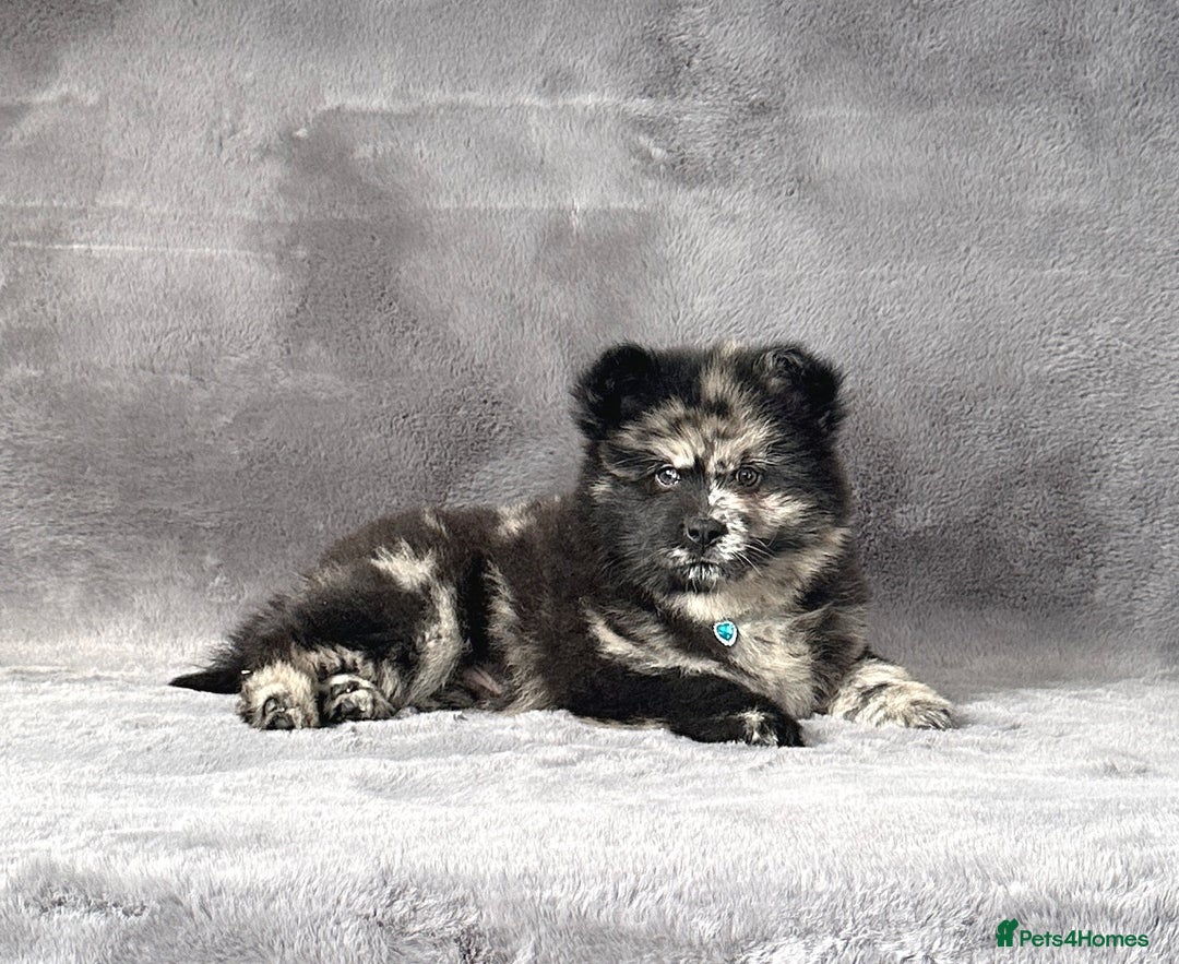 Chow Chow dogs for sale: Stunning Exotic colour chowsky puppies for sale  - Image 17