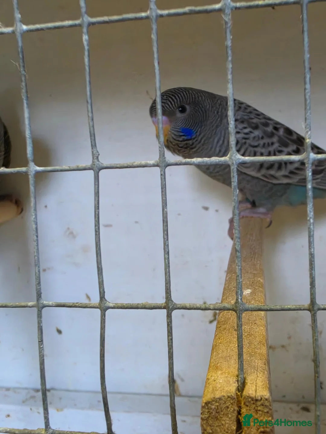 Budgerigars birds for sale: Beautiful Bf/bw & splits - Advert 2