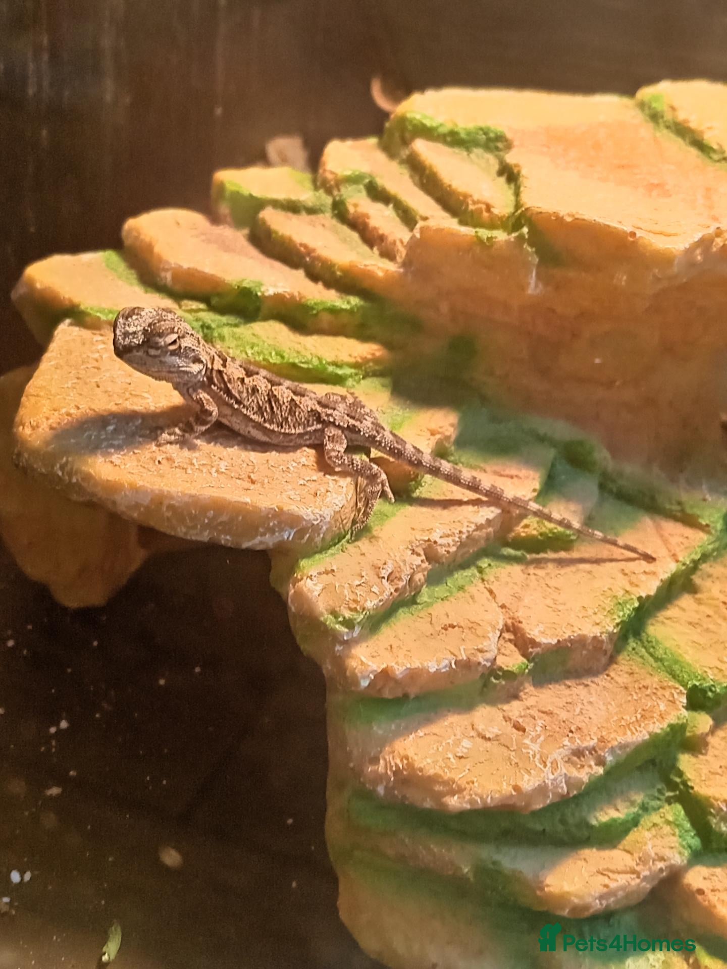 Bearded Dragon reptiles Beautiful babies for sale - Advert 2