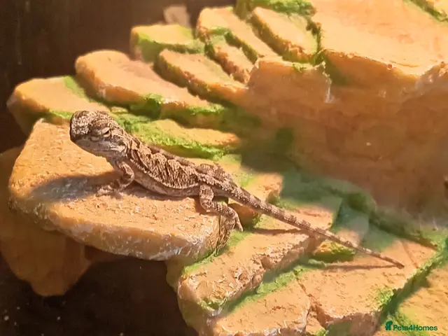 Bearded Dragon reptiles Beautiful babies for sale - Advert 2
