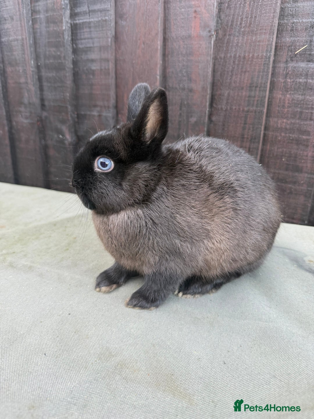 Netherland Dwarf rabbits for sale: 2 Adorable Netherland Dwarf Bunnies  - Advert 3