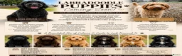 Labradoodle dogs for sale: Stunning Labradoodle Puppies –Due May | Ready July in Colchester - Advert 2