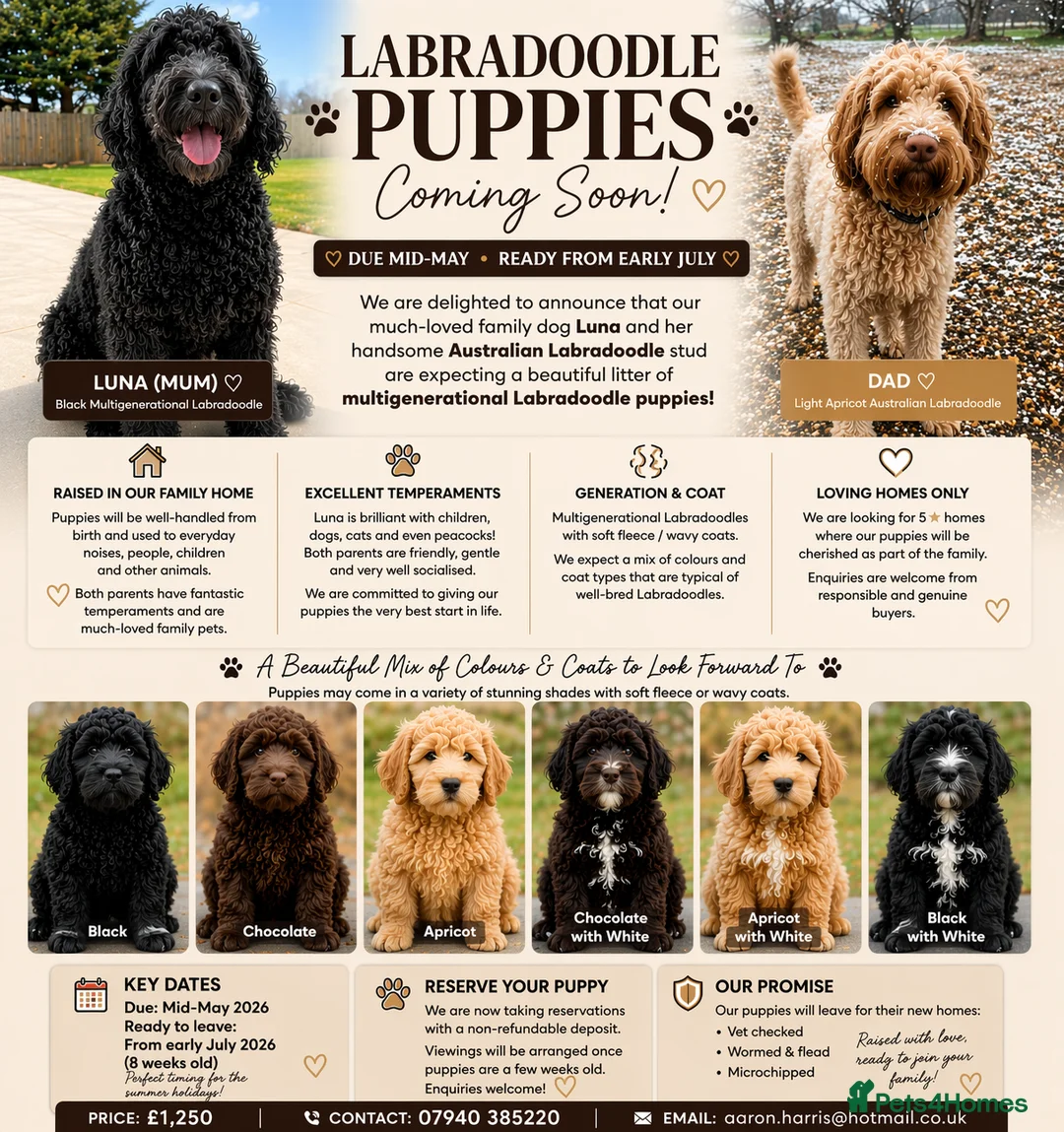 Labradoodle dogs for sale: Stunning Labradoodle Puppies –Due May | Ready July in Colchester - Advert 2