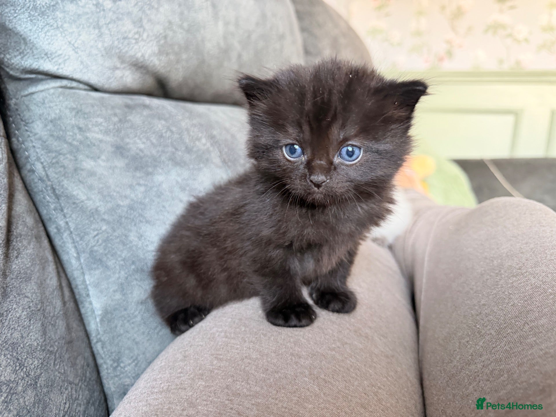 Ragdoll cats (2 left) Ragdoll mix breed  - Advert 4