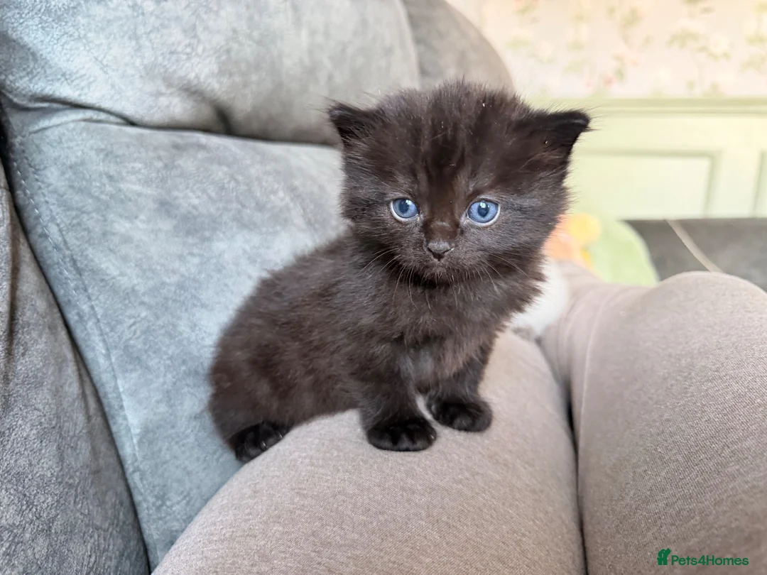 Ragdoll cats for sale: (1 left) Ragdoll mix breed  - Advert 1