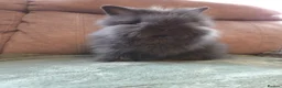 Lionhead rabbits for sale: Silly Tame 9wk old Smokey Grey lion head - Advert 6