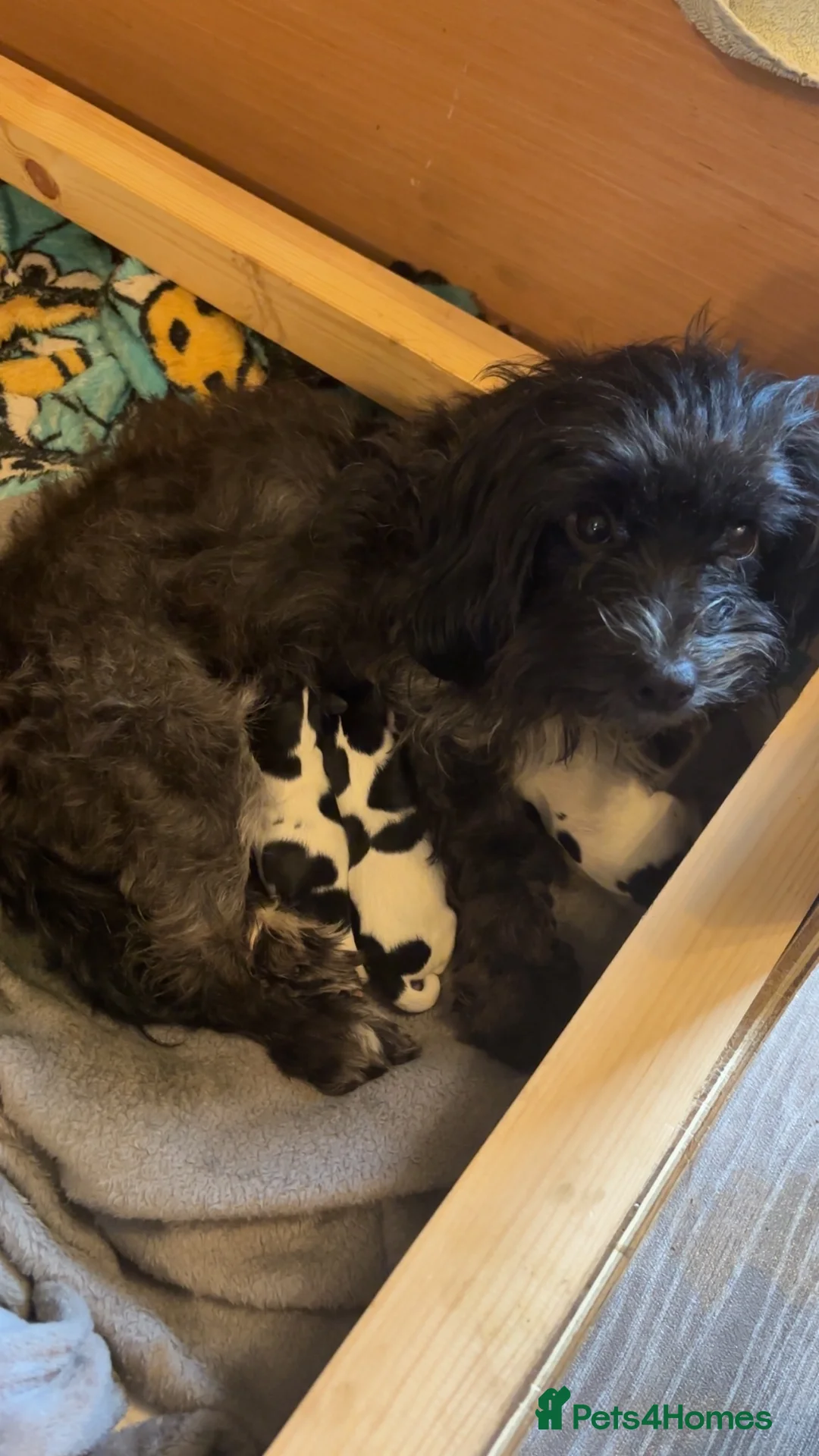 Mixed Breed dogs for sale: Mixed breed puppies  - Advert 7