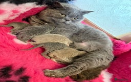 British Shorthair cats for sale: GCCF British Shorthairs Ready now  - Image 13