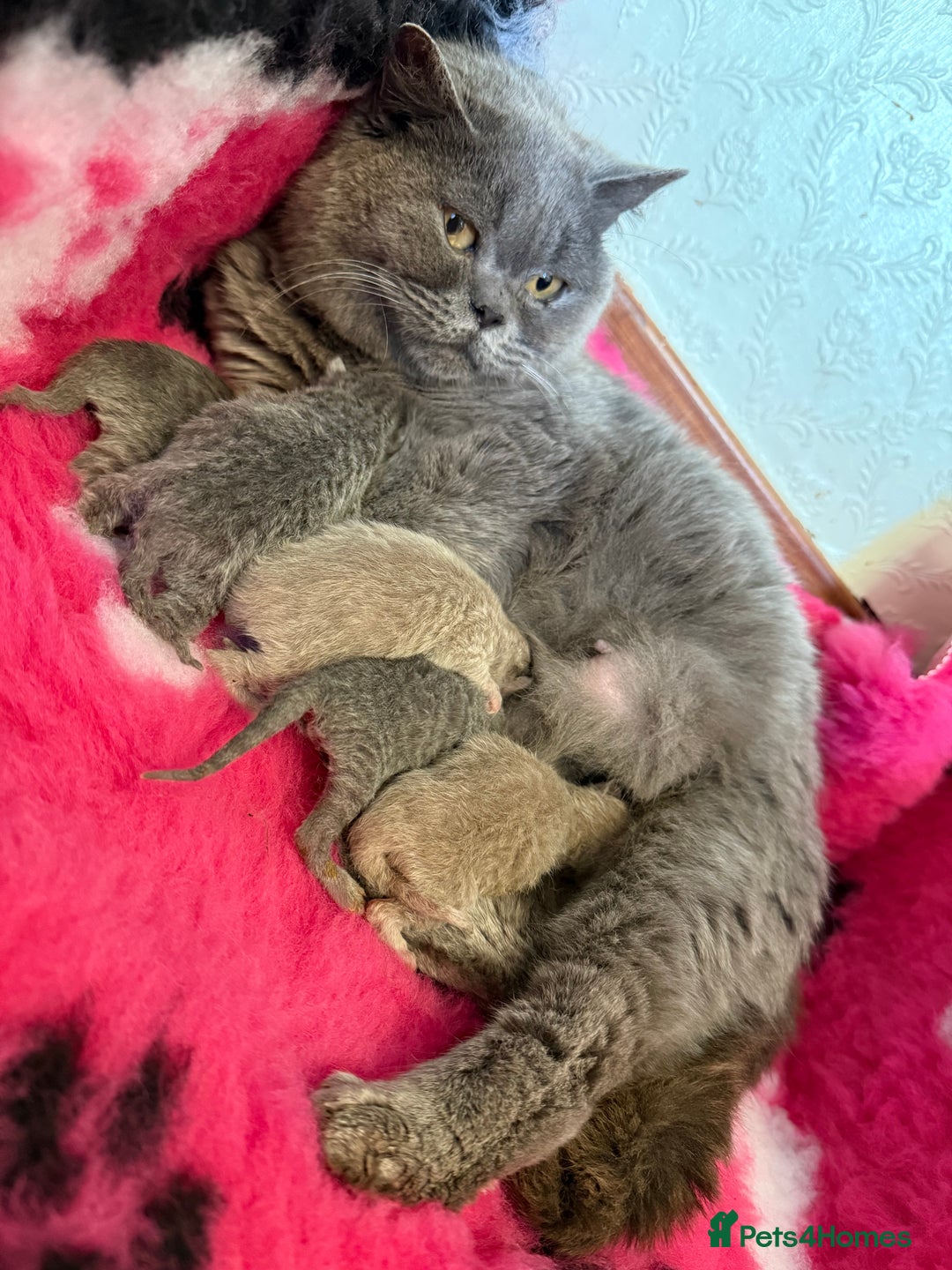British Shorthair cats for sale: GCCF British Shorthairs Ready now  - Image 13
