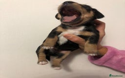 Mixed Breed dogs for sale: Jackapoo cross dachshund puppy’s  - Advert 14