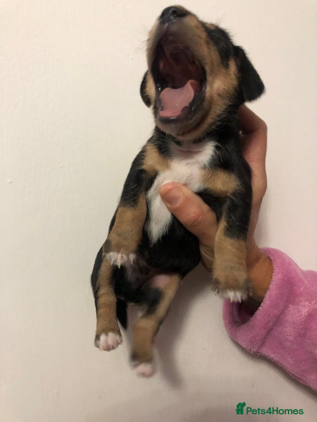 Mixed Breed dogs for sale: Jackapoo cross dachshund puppy’s  - Advert 14