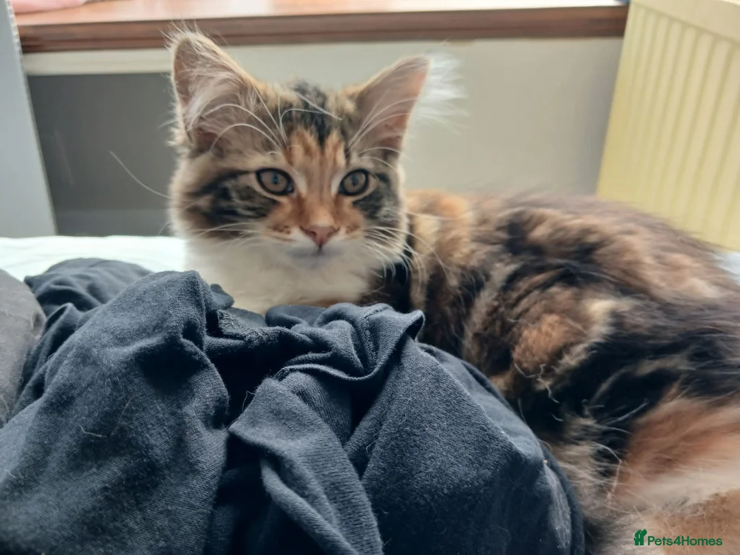 Mixed Breed cats for sale: 5 month old Half mainecoon female - Advert 4