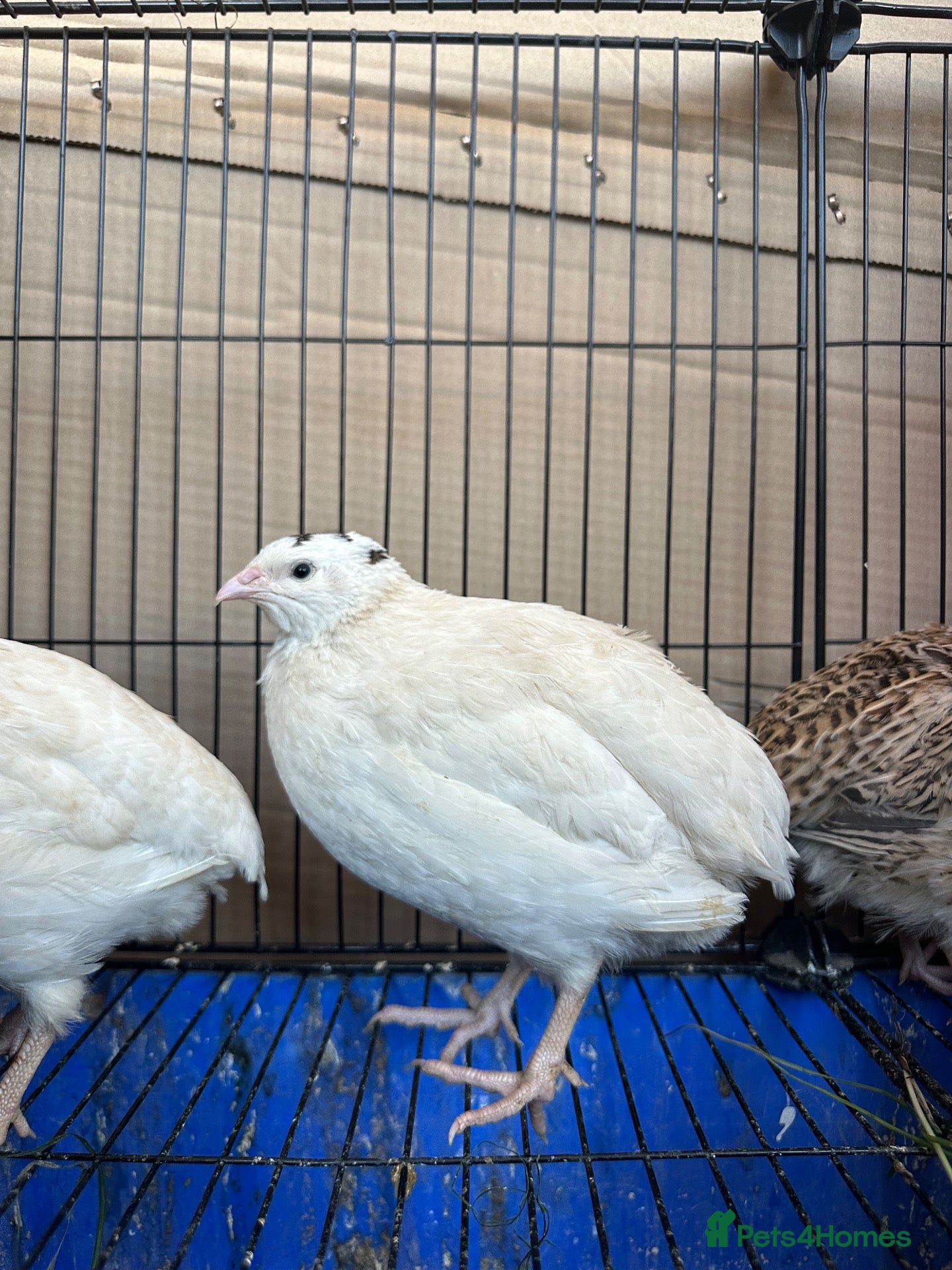 Quail poultry One male and two female is for sale  - Advert 11