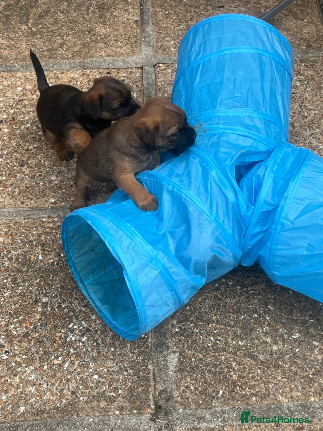 Border Terrier dogs for sale: Gorgeous KC reg Border Terrier Boys - Image 1