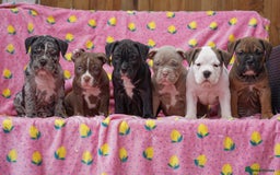 American Bully dogs for sale: AMERICAN BULLYS POCKET x MICRO  - Image 1